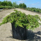 Genévrier commun communis repanda/juniperus communis repanda[-]pot de 5l - 40/60 cm