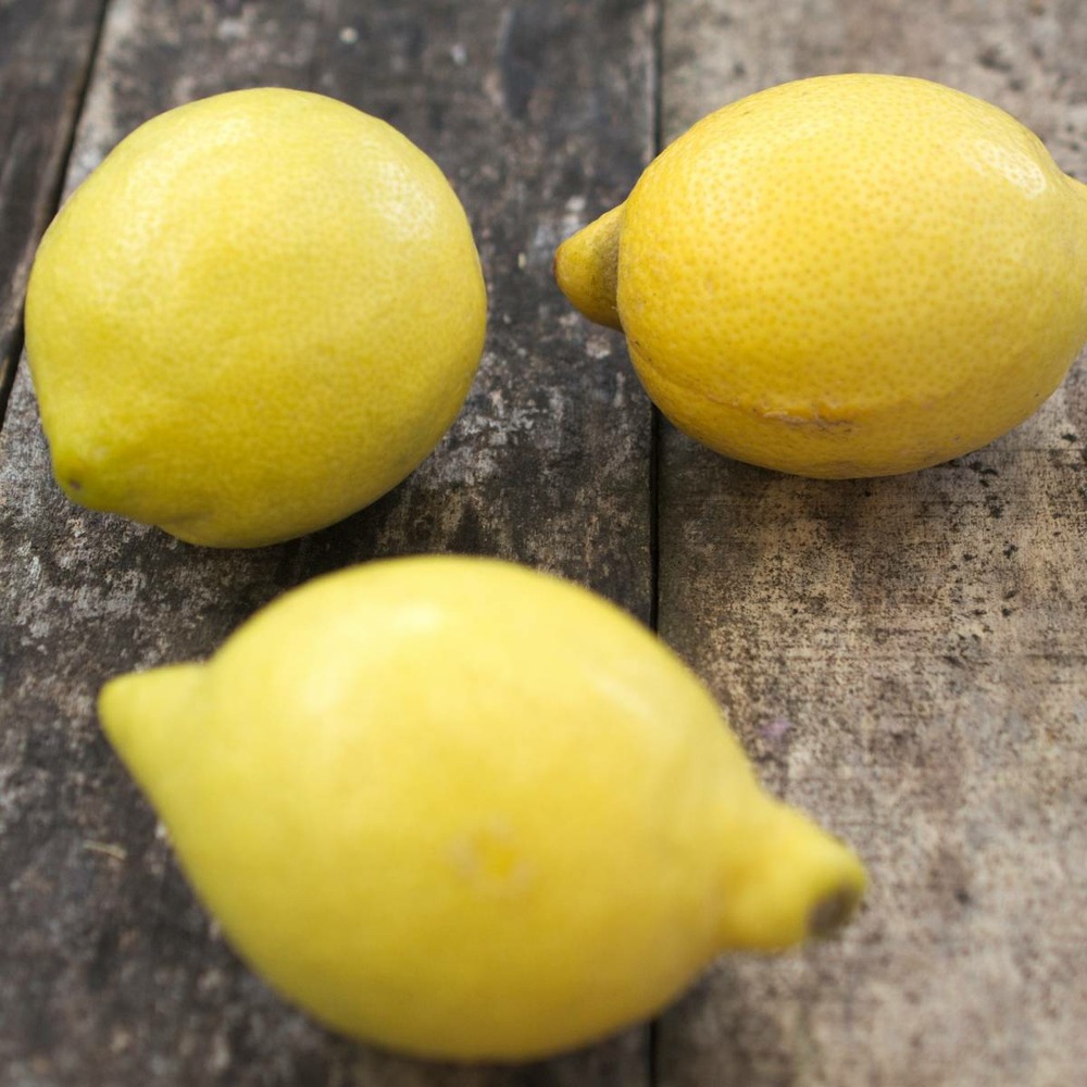 Citronnier limon la valette/citrus limon la valette[-]pot de 18 l - 1/4 tige