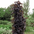 Sureau noir nigra black tower® 'eiffel1'