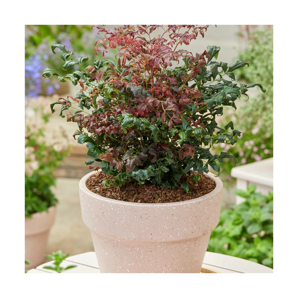 Bambou sacré domestica curly obsessed® 'pb01'/nandina domestica curly obsessed® 'pb01'[-]pot de 3l - 20/40 cm