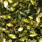 Elaeagnus piquant pungens maculata