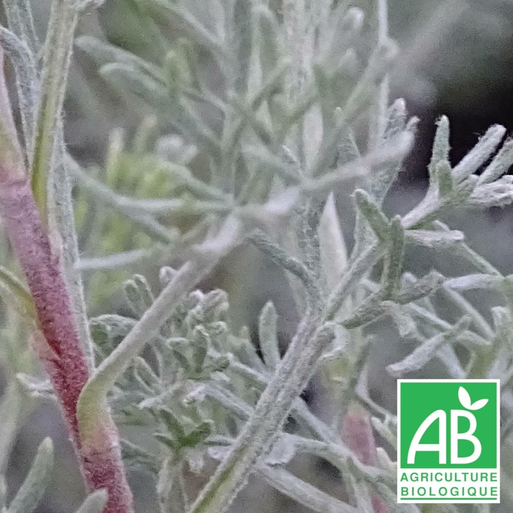 Armoise camphrée bio/artemisia alba subsp. Camphorata[-]godet - 5/20 cm