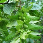 Charme betulus pendula/carpinus betulus pendula[-]godet - 5/20 cm