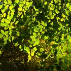 Hêtre commun sylvatica asplenifolia