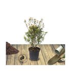 Azalée japonaise japonica johanna/azalea japonica 'johanna'[-]pot de 7,5l - 40/60 cm