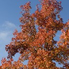 Chêne crimson spire/quercus x crimson spire[-]pot de 15l - 150/175