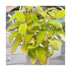 Hortensia aspera goldrush® 'giel'/hydrangea aspera goldrush® 'giel'[-]pot de 4l - 40/60 cm