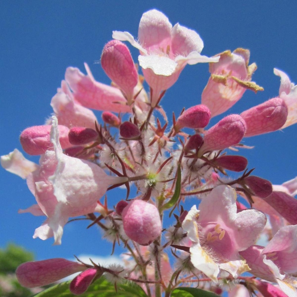 Buisson de beauté amabilis rosea