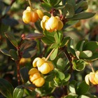 Epine-vinette buxifolia nana/berberis buxifolia nana[-]pot de 3l - 40/60 cm