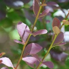 Epine-vinette interposita wallich's purple/berberis interposita wallich's purple[-]godet - 5/20 cm