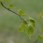 Bouleau verrucosa purpurea/betula verrucosa 'purpurea'[-]godet - 5/20 cm
