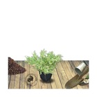 Genévrier rampant horizontalis andorra compacta variegata/juniperus horizontalis andorra compacta variegata[-]pot de 3l - 20/40 cm
