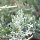 Genévrier sabine sabina blue danube/juniperus sabina blue danube[-]godet - 5/20 cm