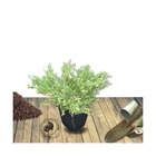 Genévrier rampant horizontalis andorra compacta variegata/juniperus horizontalis andorra compacta variegata[-]pot de 5l - 40/60 cm