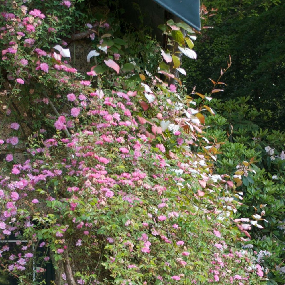 Rosier liane rose/rosa liane rose[-]pot de 3l - 60/120 cm