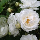 Rosier liane banksiae alba/rosa liane banksiae alba[-]pot de 3l - 60/120 cm