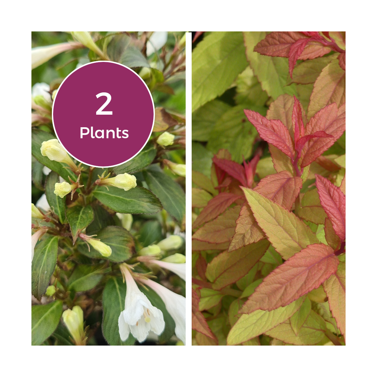 Duo spirée japonica goldflame & weigela x black and white® 'courtacad1'