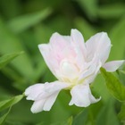Liseron d'ornement hederacea flore pleno/calystegia hederacea flore pleno[-]godet - 5/20 cm