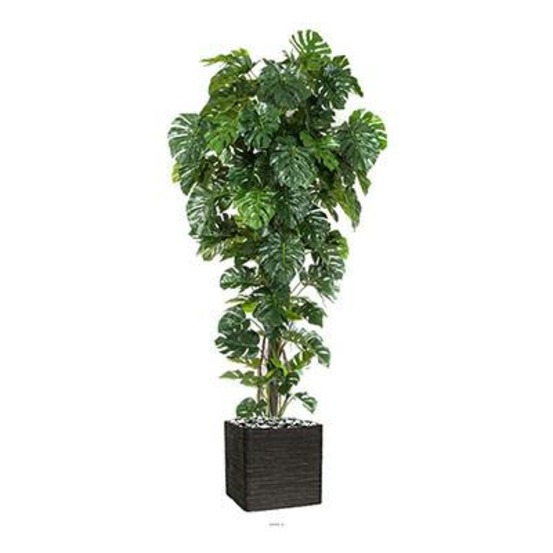Superbe philodendron monstera tropical haut 156 feuilles en pot h 280 cm top - d