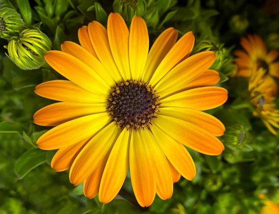 Sachet de graines de dimorphotheca - sachet de 1 gramme - petite entreprise française