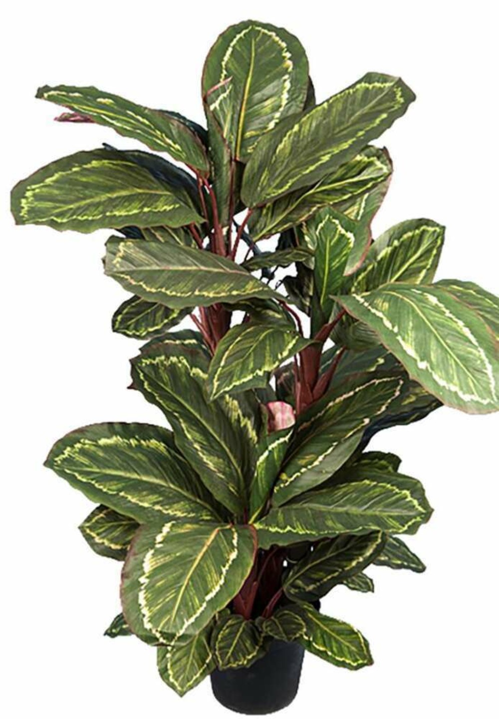 Maranta plante artificielle en pot