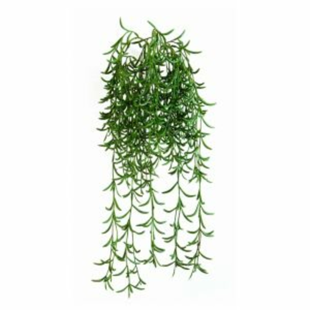 SUCCULENTE PLANTE VERTE A 1-(957700)