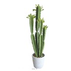 Euphorbe trigona succulent plante artificielle en pot beton mousse pu h 71 cm ve