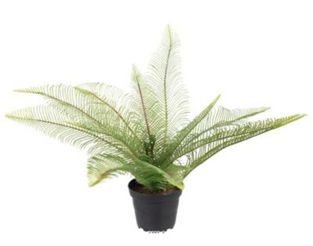 Fougère dicranopteris linearis artificielle en pot h 30 cm, d 40 cm
