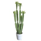 Euphorbe trigona succulent plante artificielle en pot beton mousse pu h 100 cm v
