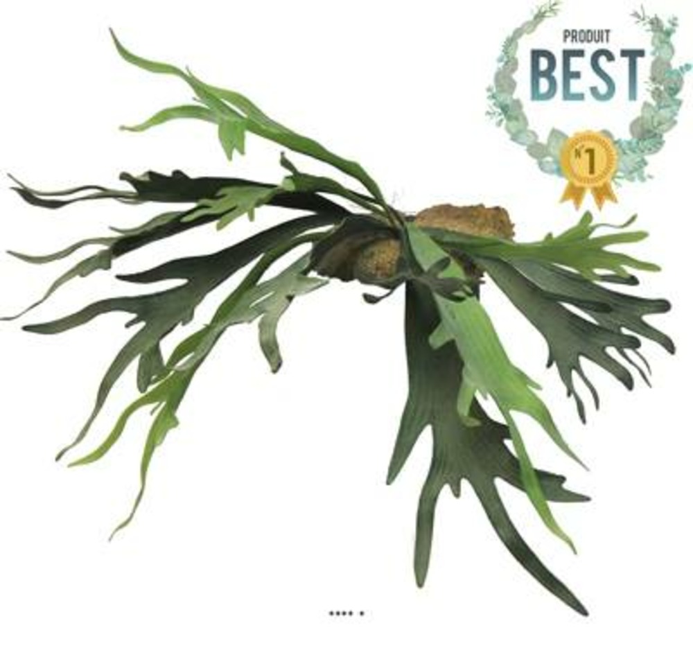 Fougère platycerium factice socle imitation mousse h50cm d80cm -best - dimhaut: