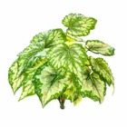 Bégonia artificiel en piquet 23 feuilles, h 34 cm vert jaune