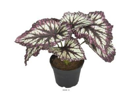 Bégonia royal artificiel en pot h 20 cm d 22 cm superbe couleur marron - couleur