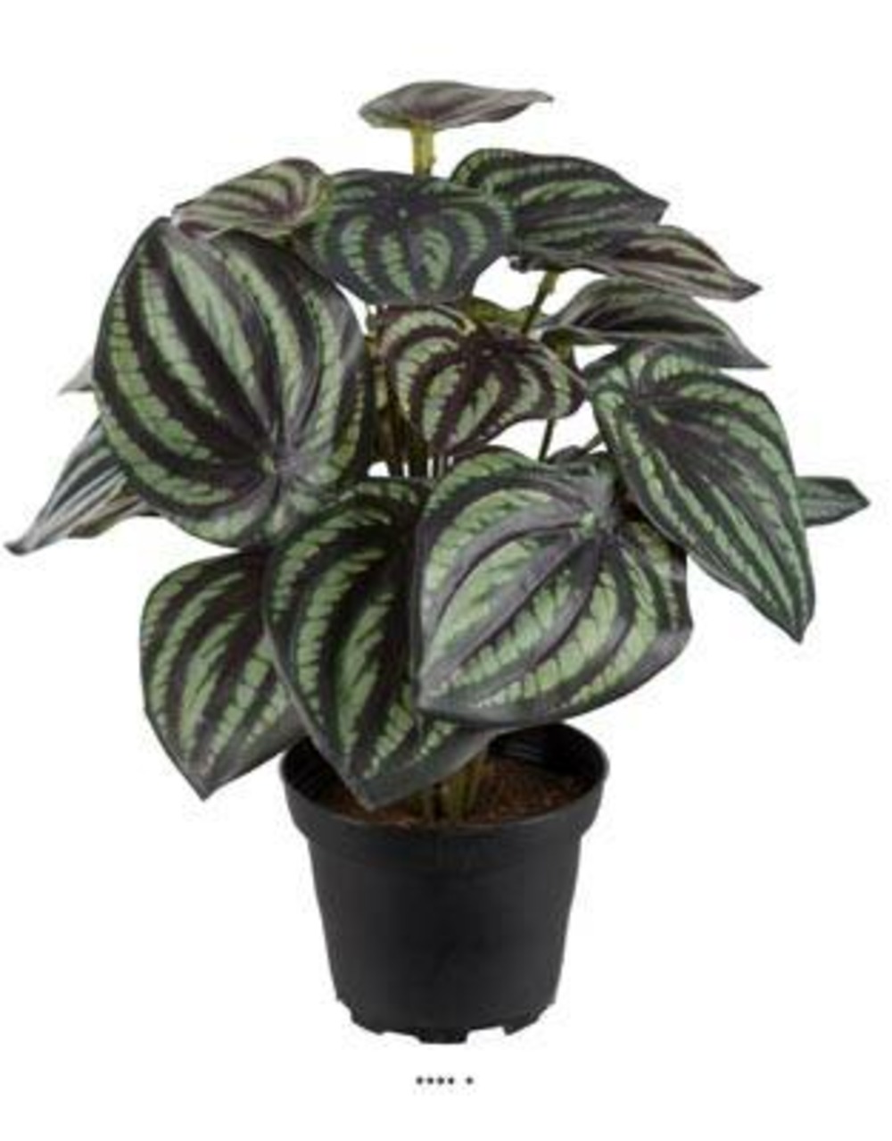 Peperomia fausse plante en pot lesté h25cmd20cm top qualité blanc-vert - dimhaut