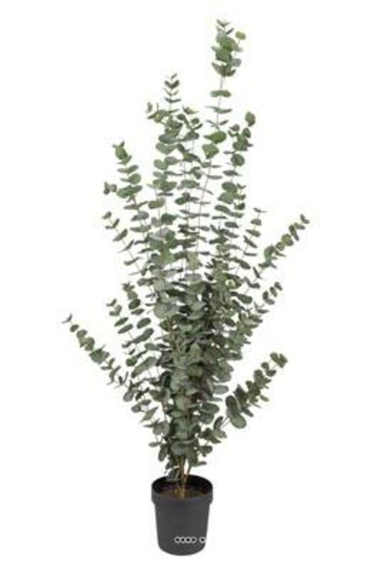 Eucalyptus cinerea artificiel en pot h 170 cm, d 70 cm - dimhaut: h 170 cm