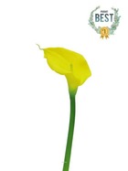 Arum calla artificiel, fleur toucher réel, h 55 cm, jaune - best - couleur: jaun