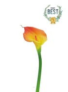 Arum calla artificiel, fleur toucher réel, h 55 cm, jaune orange - best - couleu