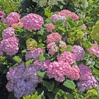 Hortensia macrophylla so long® rosy 'coumont'/hydrangea macrophylla so long® rosy 'coumont'[-]pot de 1,5l - 10/20 cm