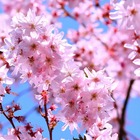Cerisier du japon amanogawa