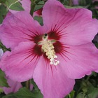 Hibiscus syriacus russian violet® 'floru'/hibiscus syriacus russian violet® 'floru'[-]pot de 7,5l - 60/80 cm