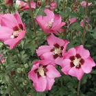 Hibiscus syriacus pink giant® 'flogi'/hibiscus syriacus pink giant® 'flogi'[-]pot de 7,5l - 60/80 cm