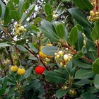 Arbousier, arbre aux fraises unedo rubra