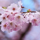 Cerisier du japon kiku shidare zakura