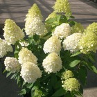 Hortensia paniculata magical® sweet summer 'bokrathirteen'/hydrangea paniculata magical® sweet summer 'bokrathirteen'[-]pot de 1,5l
