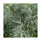 Mahonia eurybracteata sweet winter/mahonia eurybracteata sweet winter[-]pot de 7,5l - 40/60 cm