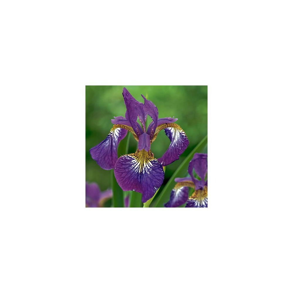 Iris de sibérie sparkling rose
