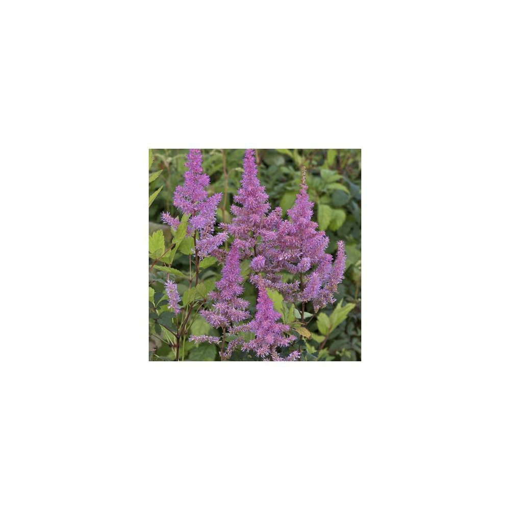 Astilbe d'arends hyazinth