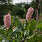 Clèthre à feuilles d'aulne alnifolia pink spire