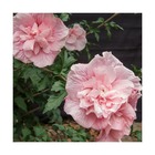 Hibiscus syriacus pink chiffon® 'jwnwood4'/hibiscus syriacus pink chiffon® 'jwnwood4'[-]pot de 7,5l - 60/80 cm