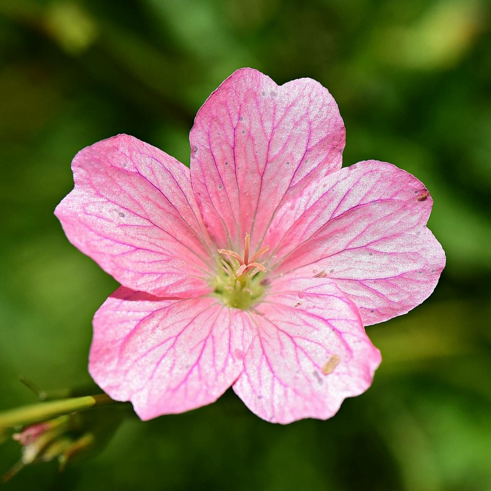 Géranium d'endress wargrave pink