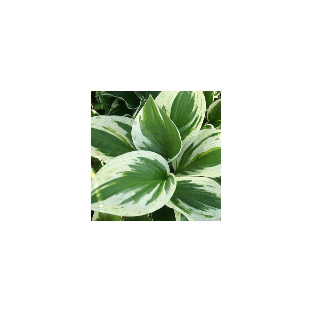 Hosta independence | Truffaut